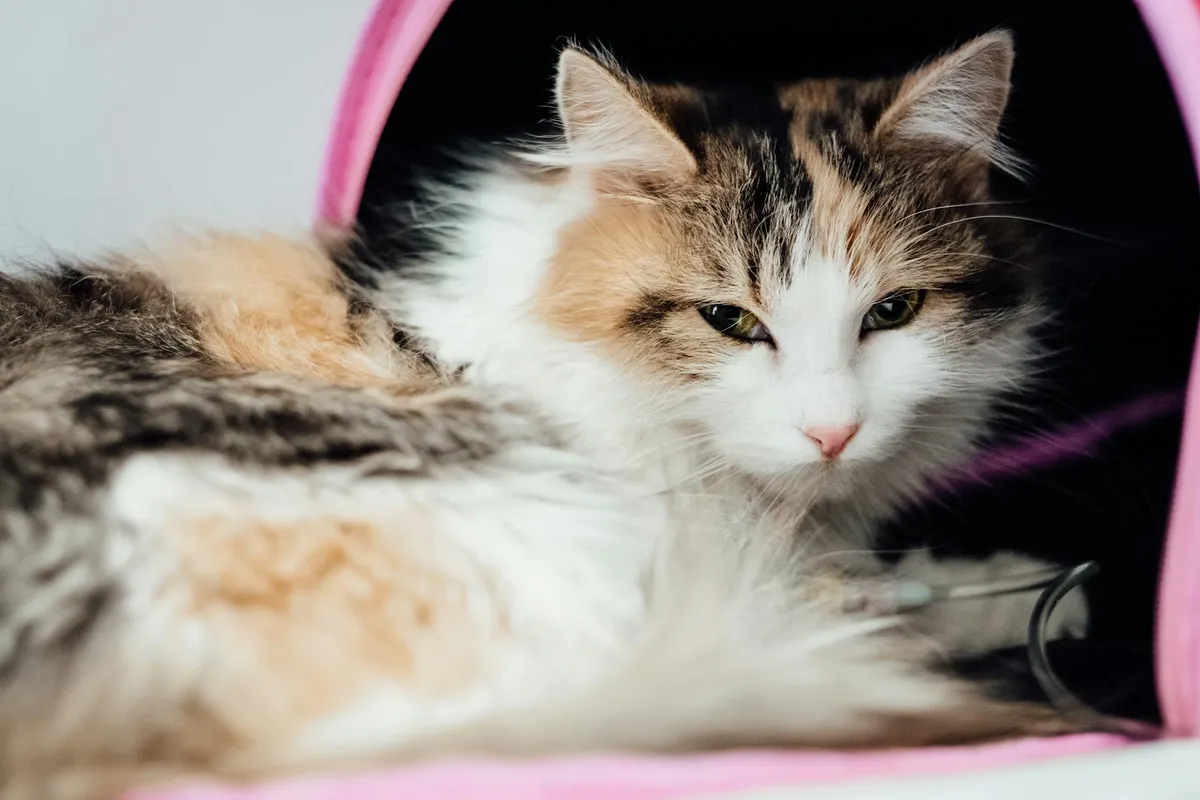 Animal Cold Laser Therapy — holistic animal therapy