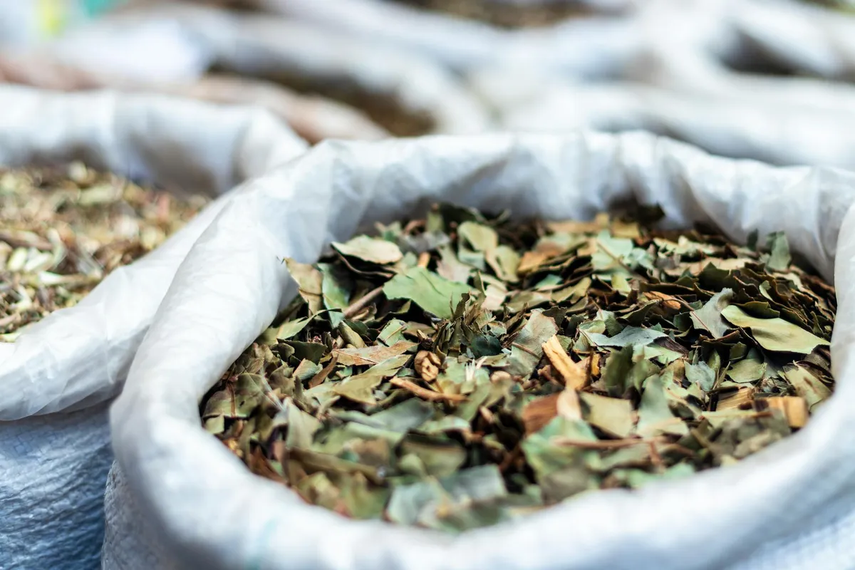 Ayurveda — Holistic health practice
